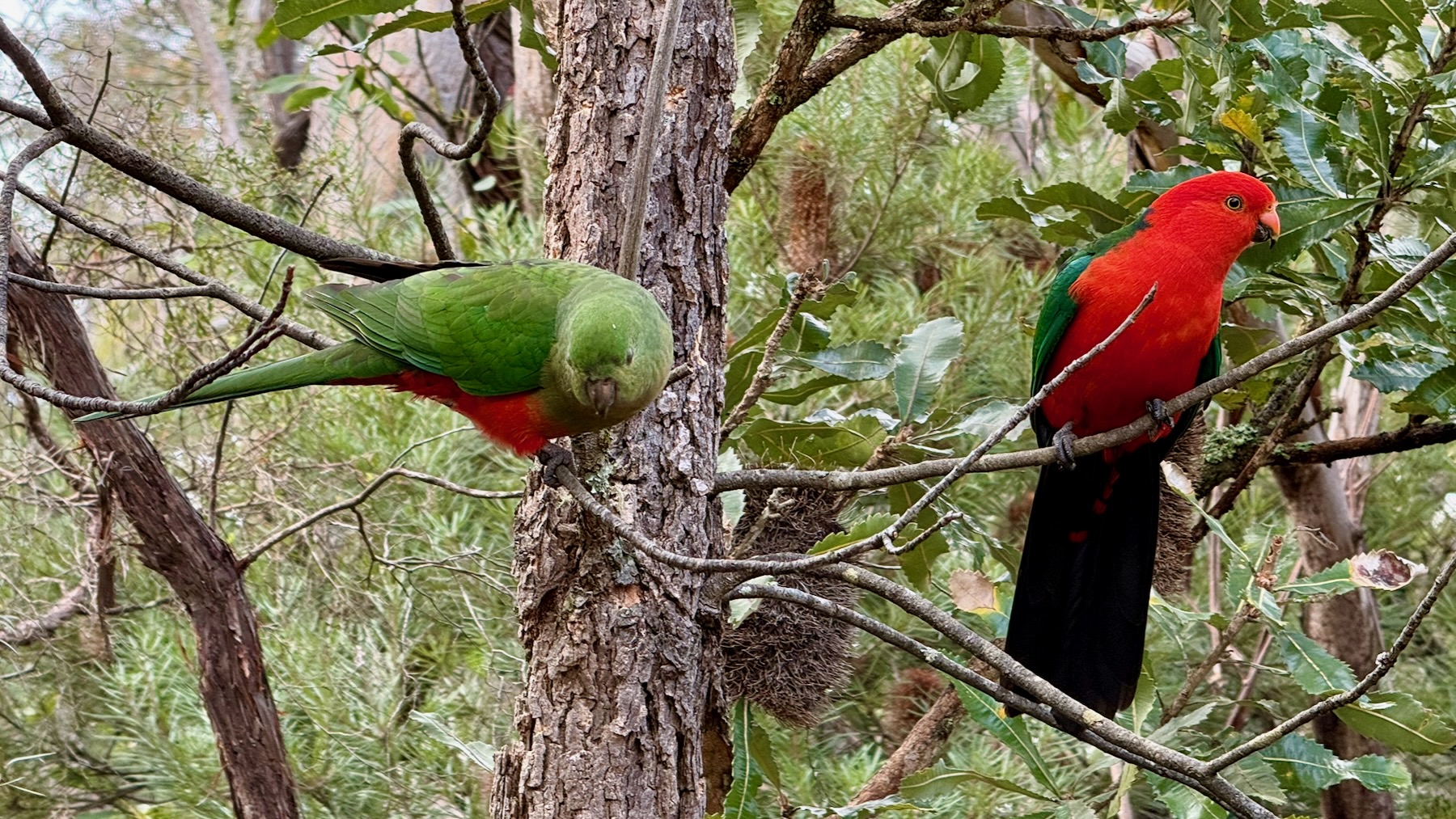 Two Australian king parrots are in the branches of a shrub. On the right is the male, with his bright red head and chest, and dark green wings and tail. On the left, looking down before she flutters down to the food, is the female, with her two-toned green colouring and red belly.