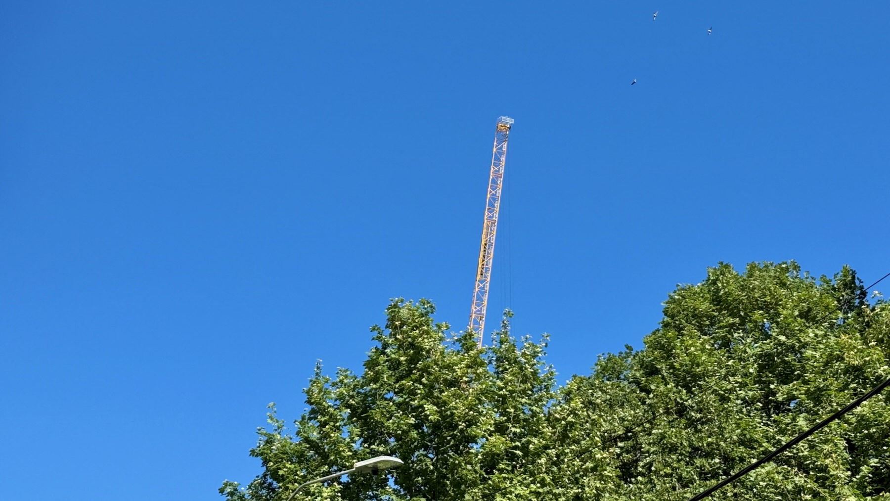 A clear blue sky over the tops of brightly-lit London plane trees, and sticking up in the middle of the scene is the arm of a massive crane at an unseen building site. Circling overhear in the distance, barely visible at the top of the frame, are three seagulls.