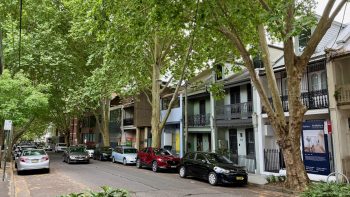 A quiet little street in inner Sydney’s Surry Hills. It’s lined on both sides with parked cars. On the right is a row of two-storey terrace houses, many of them still with old-fashioned iron railings, some with dormer windows added. Covering the street are the branches of London plane trees, fully leaved and towering to twice or maybe three times the height of the houses. The street itself and the sidewalks are littered with crushed and dried leaves, and the powdery remnants of seed pods.