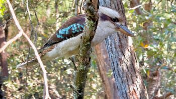 Sitting on a slender lichen-riddled branch, with a background of sunlit trees and bushes, is a laughing kookaburra, its right side toward us and looking down to the right. It’s a chunky medium-sized bird with off-white head and underparts, and brown wings with a pale blue flash, and on its head are brown streaks back from the eyes and along the middle of the crown. Its tail is lighter brown with black bands. It leans forward, its big beak prominent, concentrating on what might appear on the ground below. Yes, it’s about to pounce!