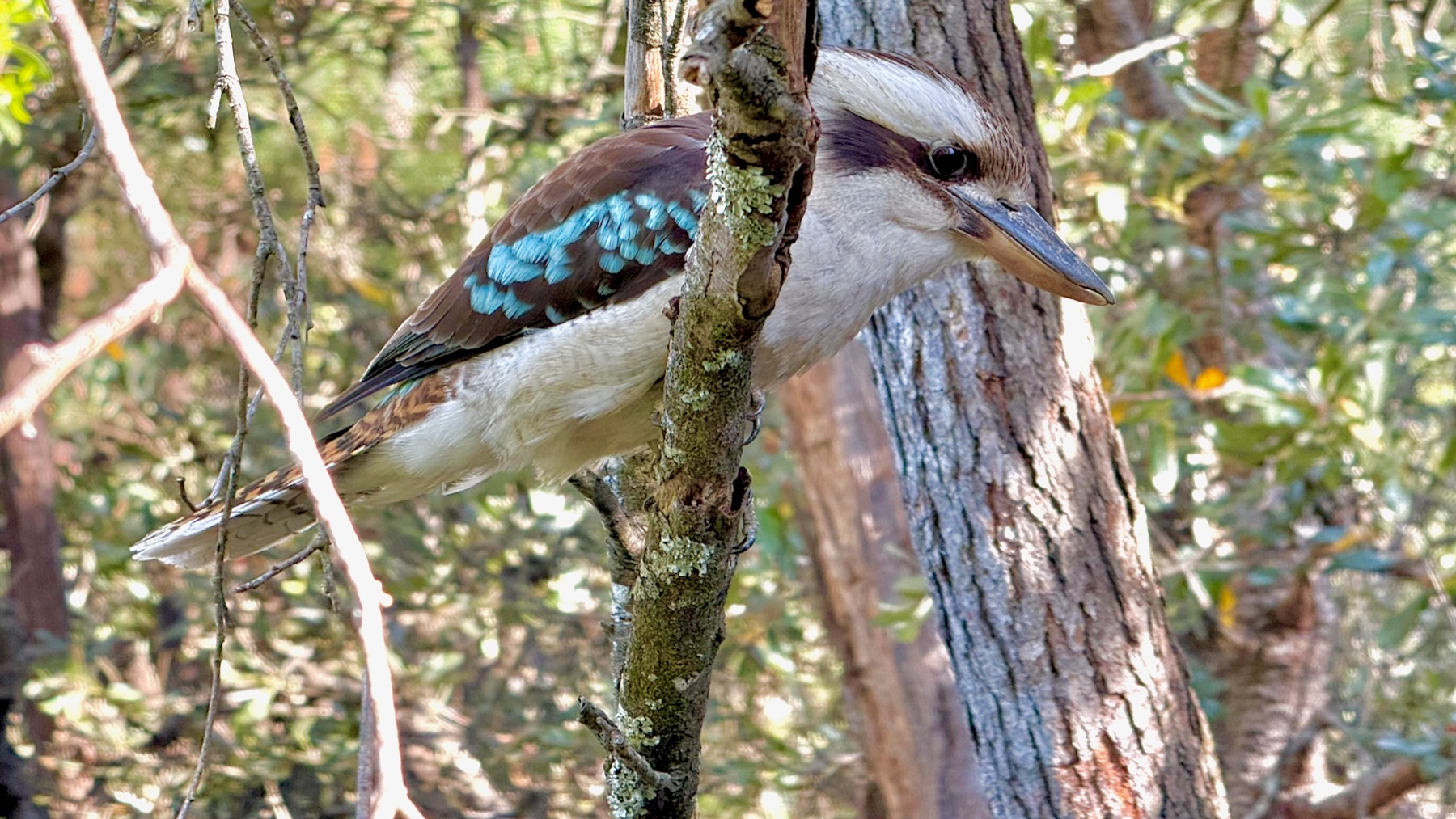 Sitting on a slender lichen-riddled branch, with a background of sunlit trees and bushes, is a laughing kookaburra, its right side toward us and looking down to the right. It’s a chunky medium-sized bird with off-white head and underparts, and brown wings with a pale blue flash, and on its head are brown streaks back from the eyes and along the middle of the crown. Its tail is lighter brown with black bands. It leans forward, its big beak prominent, concentrating on what might appear on the ground below. Yes, it’s about to pounce!