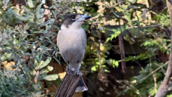 A smallish bird is perched on top of a weatherbeaten wooden stake, looking to its left and with an eye on us. Its head is black with a light grey chin, and its chest is also light grey. Its beak is white with a black tip that ends with a little downwards hook. Its wings are black on top and white below, but they can’t really been seen because they’re closed. In the background, out of focus, are some shrubs.