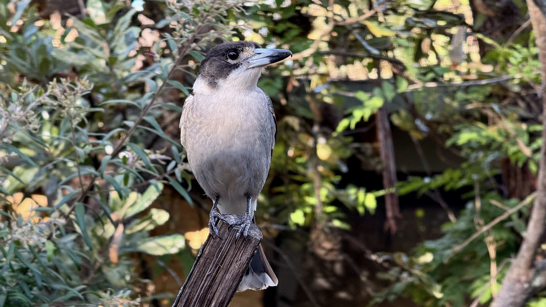 A smallish bird is perched on top of a weatherbeaten wooden stake, looking to its left and with an eye on us. Its head is black with a light grey chin, and its chest is also light grey. Its beak is white with a black tip that ends with a little downwards hook. Its wings are black on top and white below, but they can’t really been seen because they’re closed. In the background, out of focus, are some shrubs.