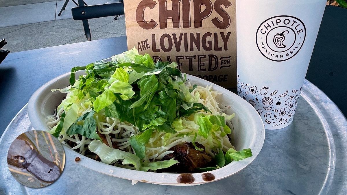 On a drab metal tray sits a white plastic plate piled with stuff including lettuce and dribbles of an unidentifiable brown sauce, a brown paper bag printed with the slogan “[Our] chips are lovingly crafted for [something out of sight]”, and a paper cup labelled “Chipotle Mexican Grill”. In the bottom left corner there’s an inset photo of a platypus.