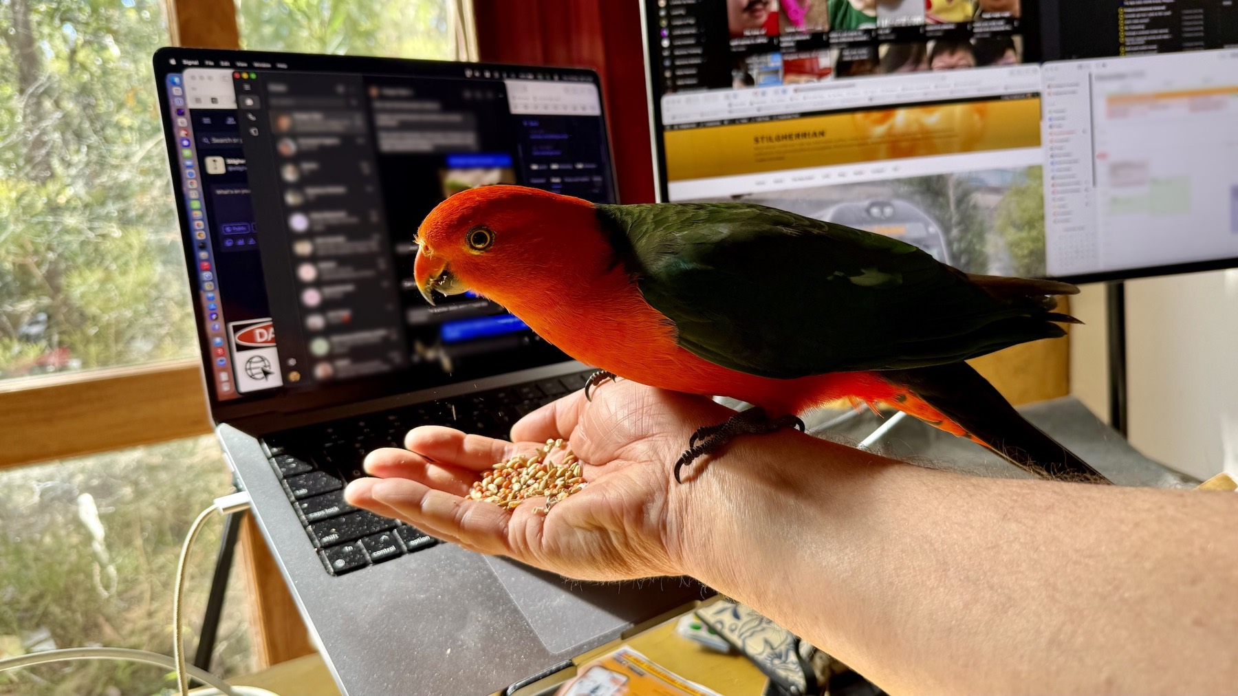 A male Australian king parrot is perched on the wrist of an outstretched arm, the hand of which is holding some bird seed. He has a bright red head, neck, chest, and belly, and deep green wings. In the background are computer screens, behind which a window overlooks some shrubbery.