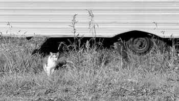 Black and white photo. The upper third is the lower part of the side a caravan, with a tyre visible on the right. The foreground is all overgrown grass of various kinds, with flowers and seeds visible. And on the grass, a grey and white cat stands looking at us.