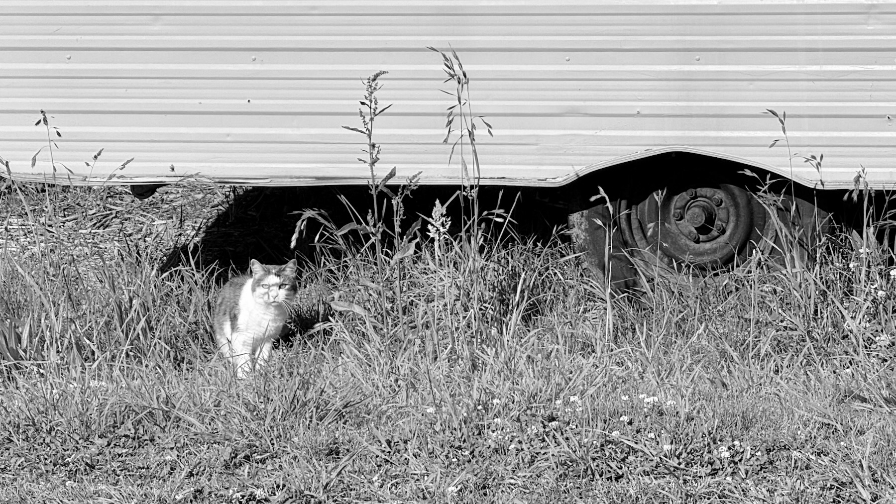 Black and white photo. The upper third is the lower part of the side a caravan, with a tyre visible on the right. The foreground is all overgrown grass of various kinds, with flowers and seeds visible. And on the grass, a grey and white cat stands looking at us.