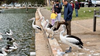 A small stone quay at the side of an estuary, water on the left, and a pathway and then lawn on the right. On the quay, four pelicans stand looking at the water, one with its wings outstretched. On the water a group of five pelicans look back. Half a dozen tourists stand watching the scene.