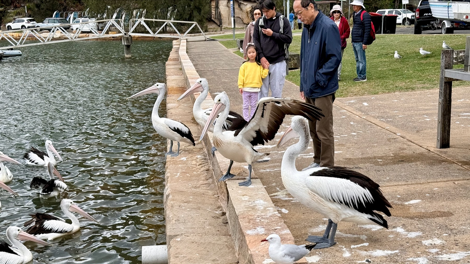 A small stone quay at the side of an estuary, water on the left, and a pathway and then lawn on the right. On the quay, four pelicans stand looking at the water, one with its wings outstretched. On the water a group of five pelicans look back. Half a dozen tourists stand watching the scene.