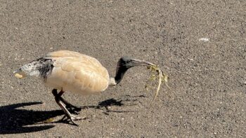 An Australian white ibis (Threskiornis molucca) stands in bright sunlight on an asphalt road surface. It has some lengths of dried grass in its beak, and it’s hunched over ready to launch itself into a steep climb up to the palm tree where it’s building its nest. Like most ibises in suburban Sydney, it’s a bit grubby.