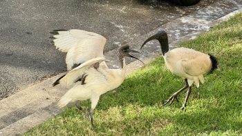 A pair of white birds with black markings and long curved black beaks are standing on the lawn at the side of a suburban street. The younger of the two is squeaking and slapping its wings, trying to attract its parent's attention.