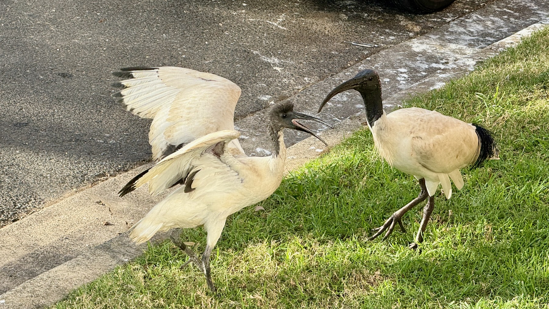 A pair of white birds with black markings and long curved black beaks are standing on the lawn at the side of a suburban street. The younger of the two is squeaking and slapping its wings, trying to attract its parent's attention.