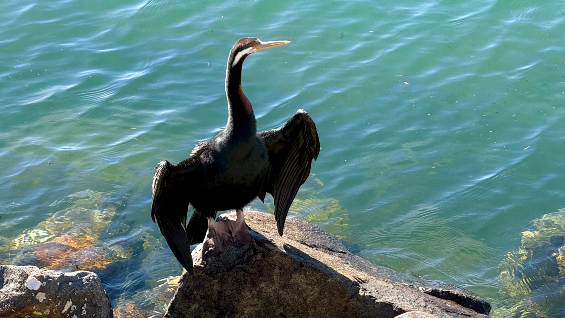 A bird stands on the rough river wall of the Port of Newcastle, its wings outstretched to warm and dry in the sun, the green estuary water behind. it. He’s black, for yes he is a male of the species, apart from a white streak down the side of its head and neck, and a long snake-like neck.
