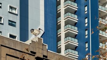 An Australian ibis stands on top of a century-old shop building as high-rise apartment buildings in shades of blue and white tower behind him. On the right is a London plane tree.