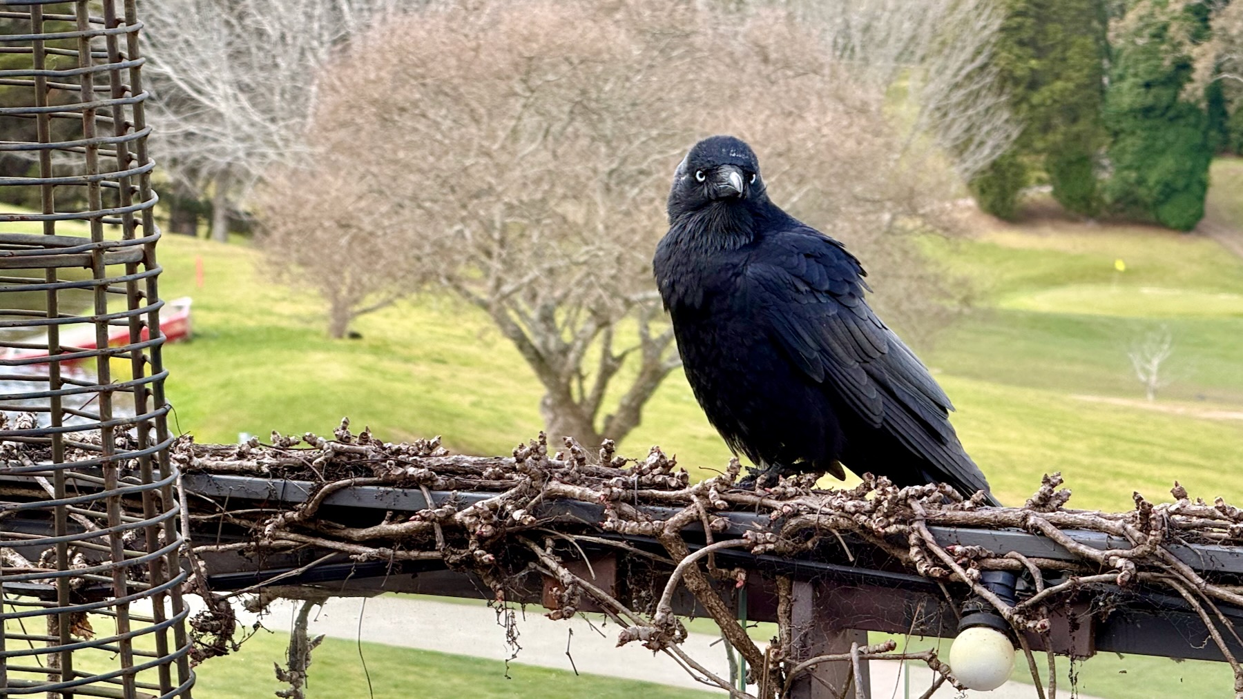A shaggy black bird looks at us as it perches on a wooden fence railing, along which are entwined the leafless branches of a vine, probably a grape vine. In the background are the trees and well-manicured pawns of a gold course.