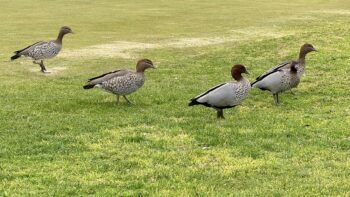 On a green lawn stand five ducks, black and grey and a little speckled white, all facing to the right.
