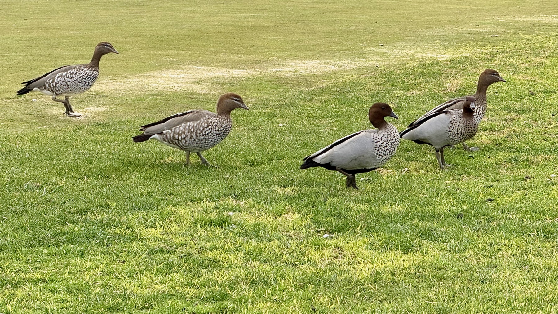 On a green lawn stand five ducks, black and grey and a little speckled white, all facing to the right.