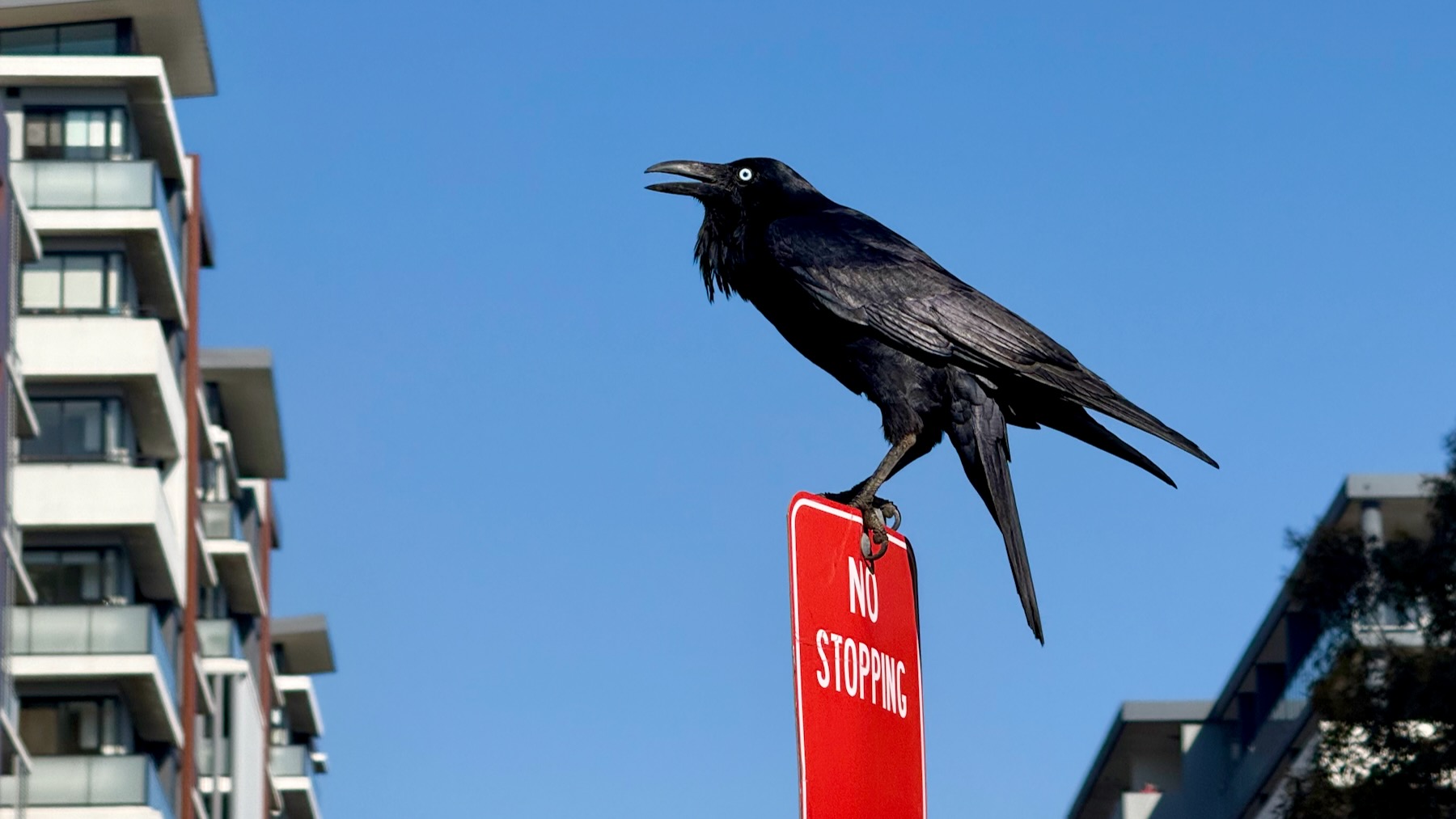 A black bird stands side-on to us on top of a bright red "No Stopping" sign in front of a bright blue sky. It's an Australian raven! Their beak is open as they croak, and the shaggy "beard" feathers are delightfully shaggy indeed. Their feathers are very glossy black. Either side, out of focus in the background, are some medium-rise apartment buildings.