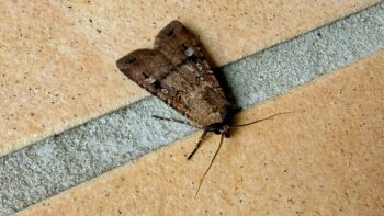 On a concrete floor sits a dark brown moth with its wings folded. Running across the wing is a darker stripe interrupted by two light-coloured spots.