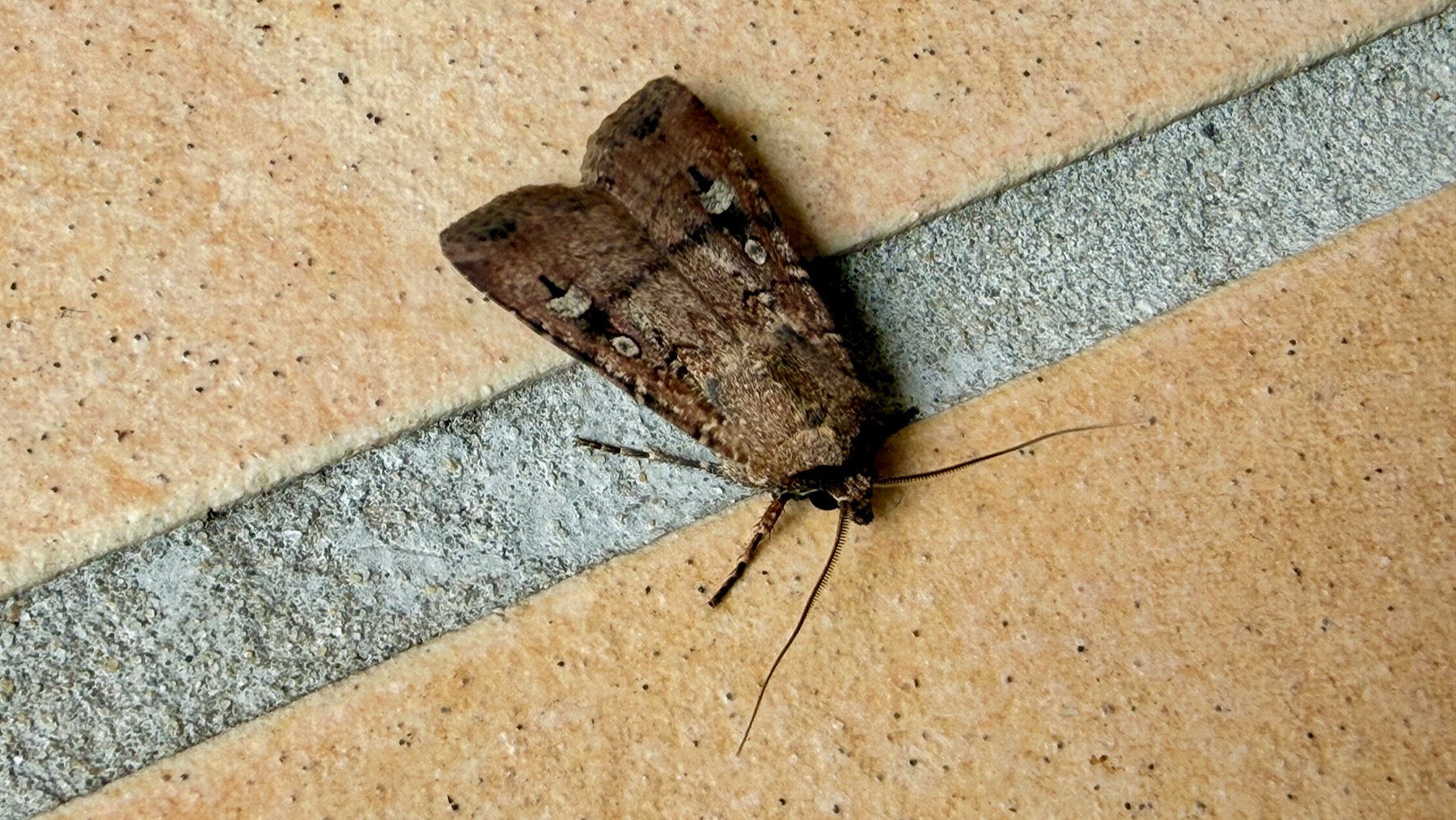 On a concrete floor sits a dark brown moth with its wings folded. Running across the wing is a darker stripe interrupted by two light-coloured spots.