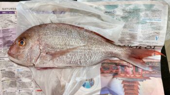 A chunky fish with pink-toned nose and fins lies, facing to the left, on top of a crumpled white plastic bag, which in turn is on top of damp newspaper. It’s a snapper! The fish is dead.