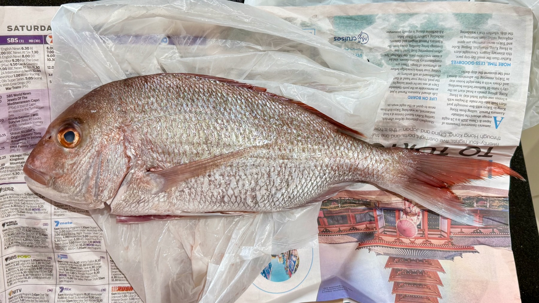 A chunky fish with pink-toned nose and fins lies, facing to the left, on top of a crumpled white plastic bag, which in turn is on top of damp newspaper. It’s a snapper! The fish is dead.