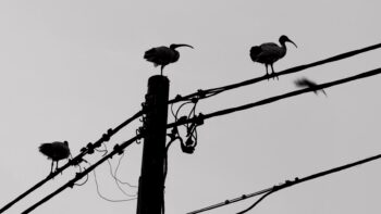 A black and white image of things in silhouette against the sky. A utility pole, from which electricity lines run off to the left and right. On top of the pole, and either side on the wires, stand a total of three Australian ibises. And in the background on the right is the blurred silhouette of a fourth ibis in flight.